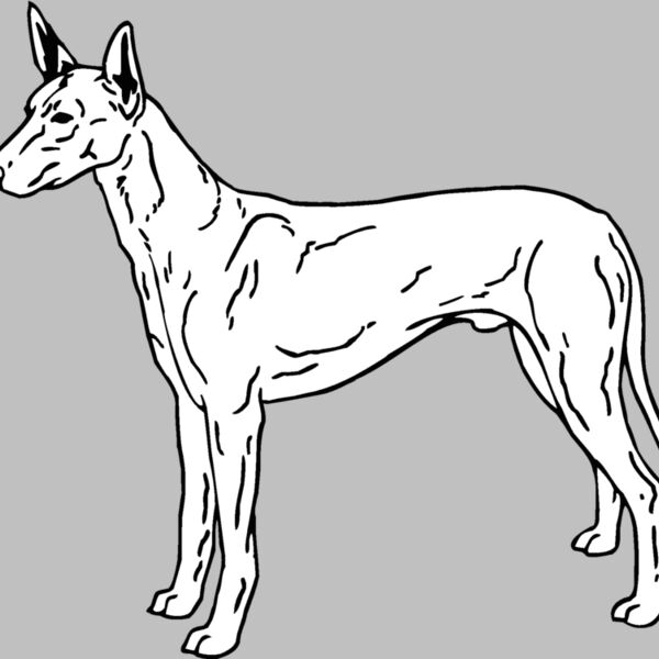 pharoah hound dog Thumbnail