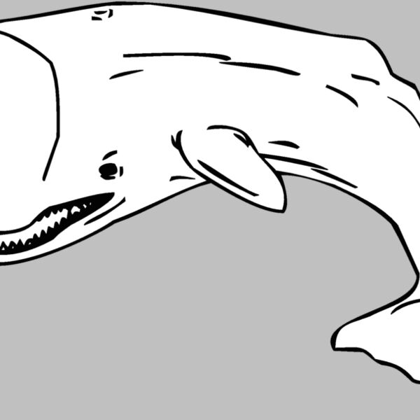 whale Thumbnail