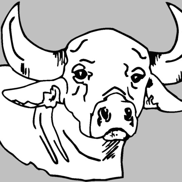bull Thumbnail