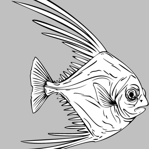african pompano Thumbnail