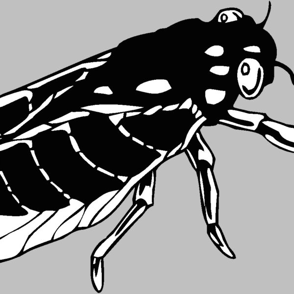 cicada Thumbnail