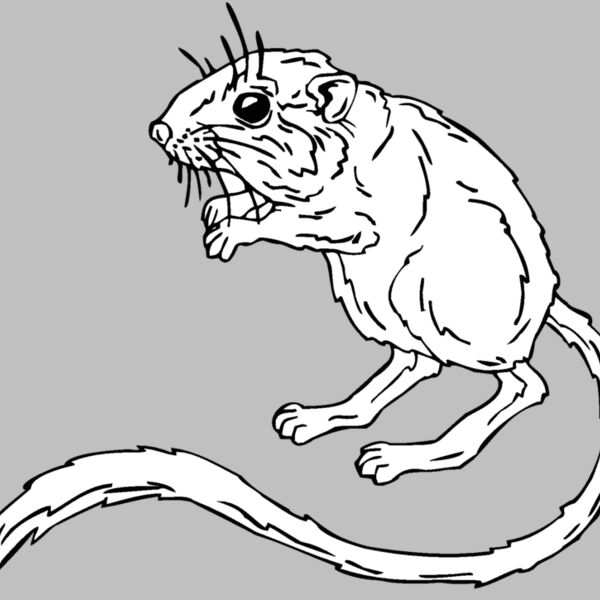 kangaroo mouse Thumbnail