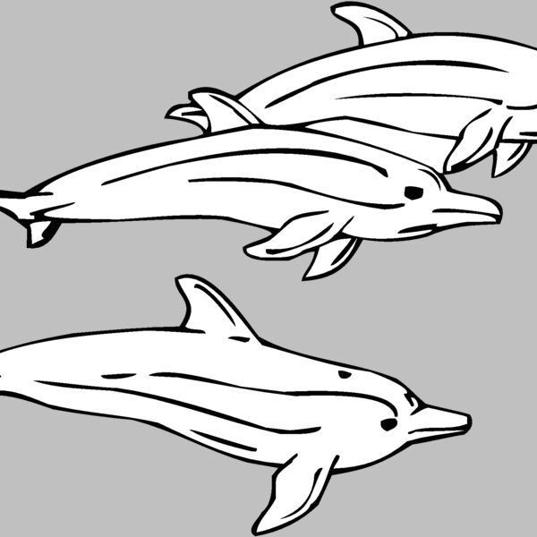 dolphins01 Thumbnail