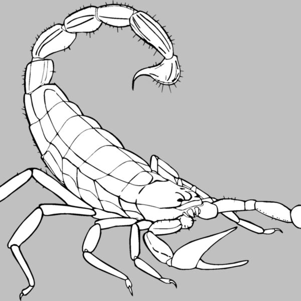 scorpion Thumbnail