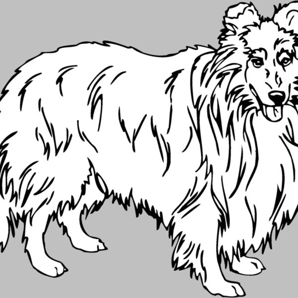 shetland sheepdog Thumbnail