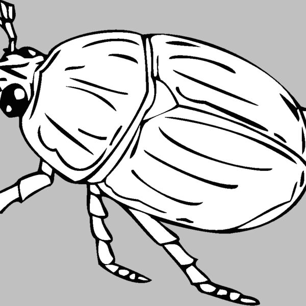 beetle2 Thumbnail