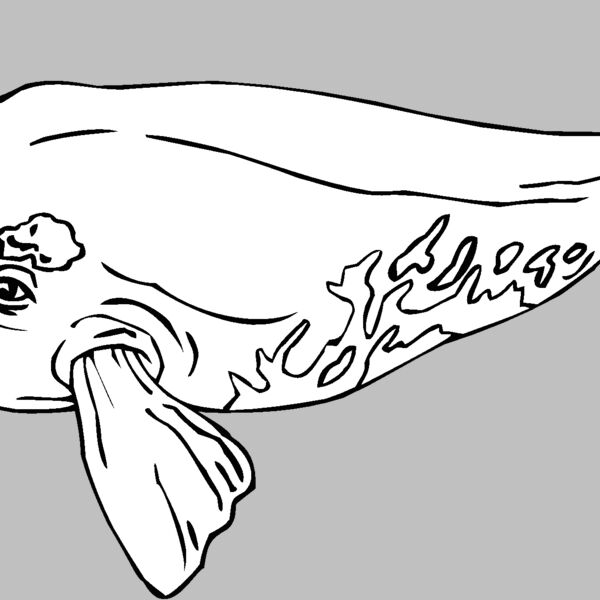 baleen whale Thumbnail