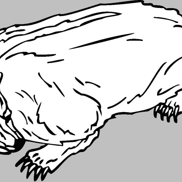 badger Thumbnail