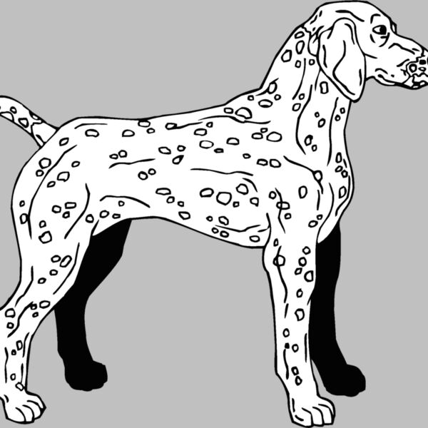 german weimaraner 3 Thumbnail