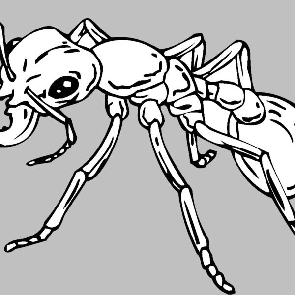 ant Thumbnail