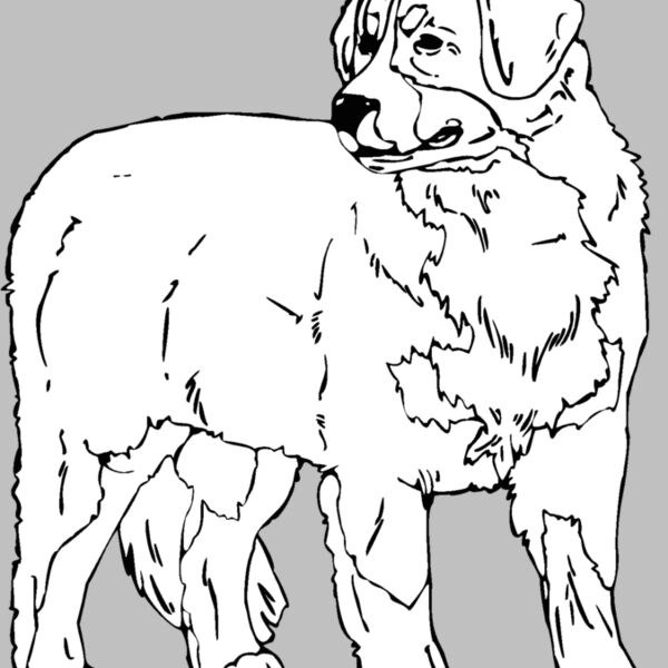 bernese mountain dog Thumbnail