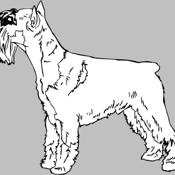 standard schnauzer Thumbnail