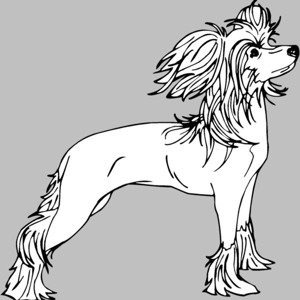 chinese crested dog Thumbnail