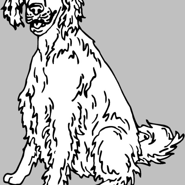 english setter Thumbnail