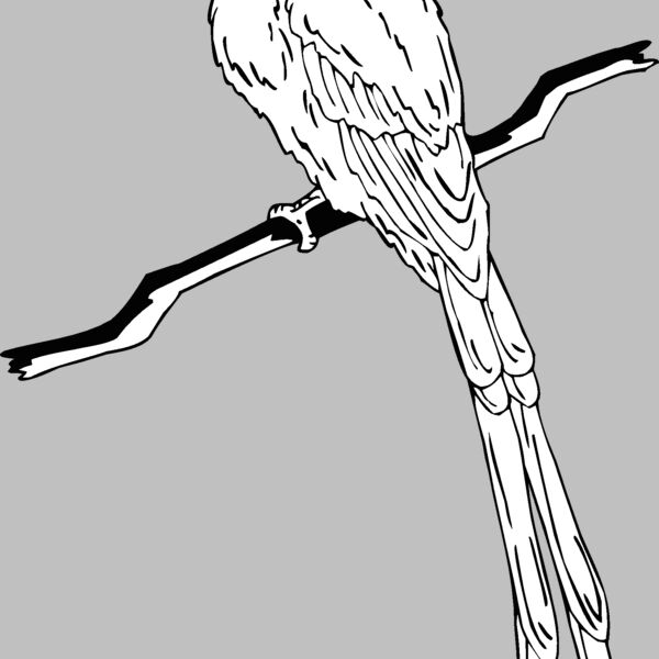 flycatcher Thumbnail