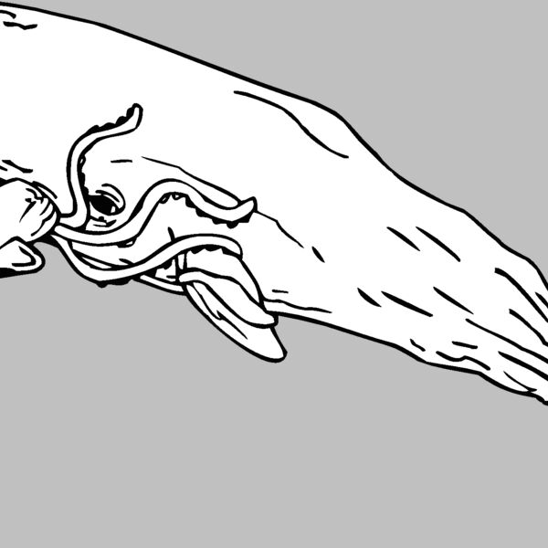 sperm whale Thumbnail