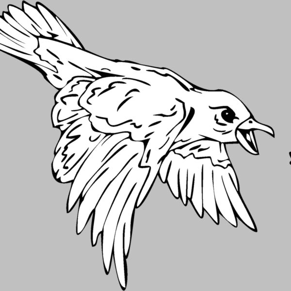 birdcatchingbug Thumbnail