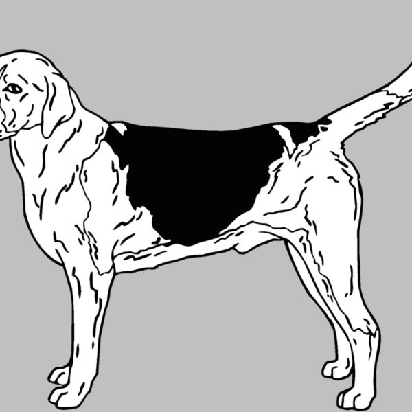 english pointer Thumbnail