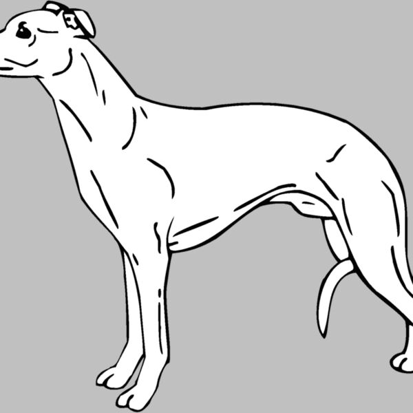 whippet3 Thumbnail