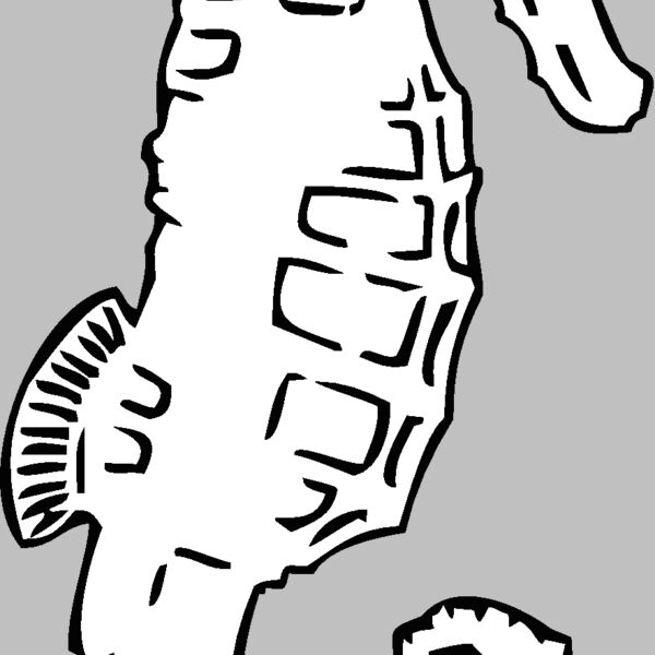 seahorse Thumbnail