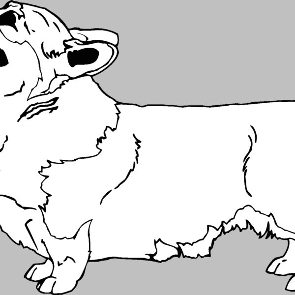 pembroke welsh corgi Thumbnail