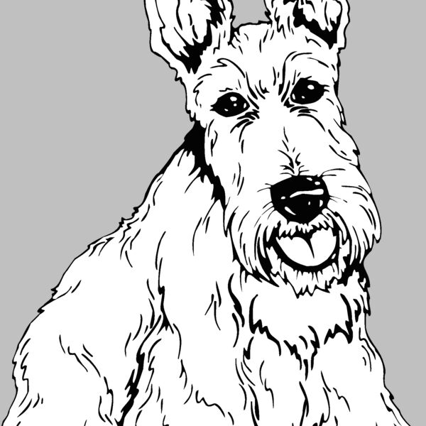 scottish terrier Thumbnail