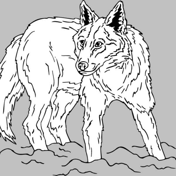 coyote8 Thumbnail