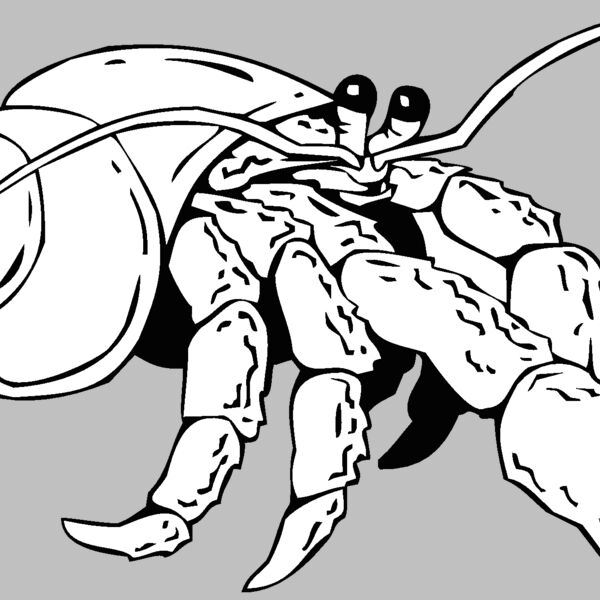 hermit crab 2 Thumbnail