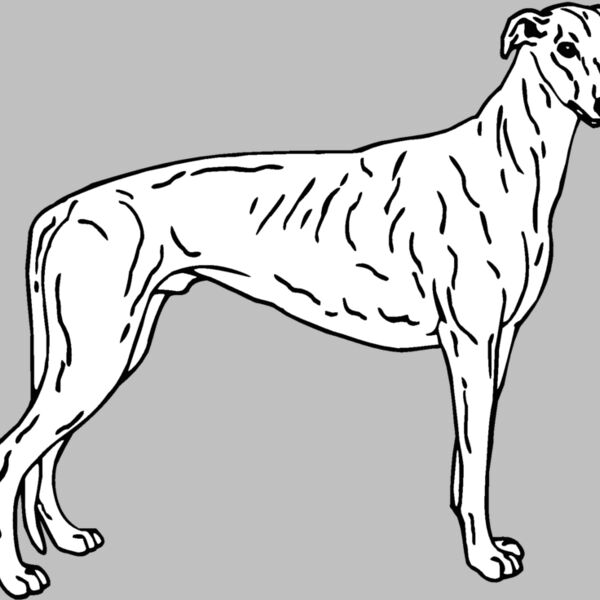 greyhound Thumbnail