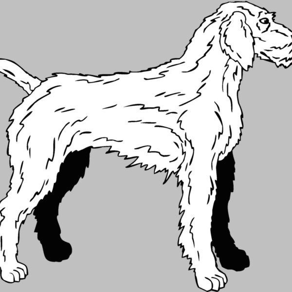 german weimaraner Thumbnail