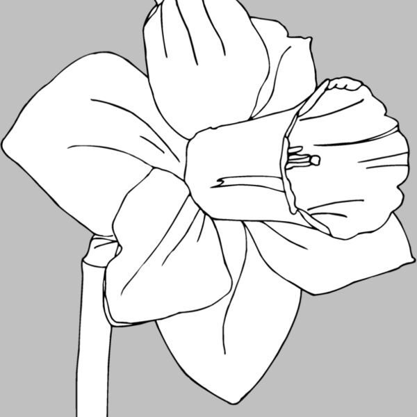 daffodil Thumbnail