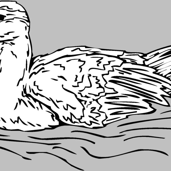 duck3 Thumbnail