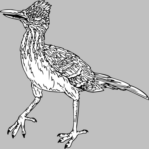 roadrunner Thumbnail