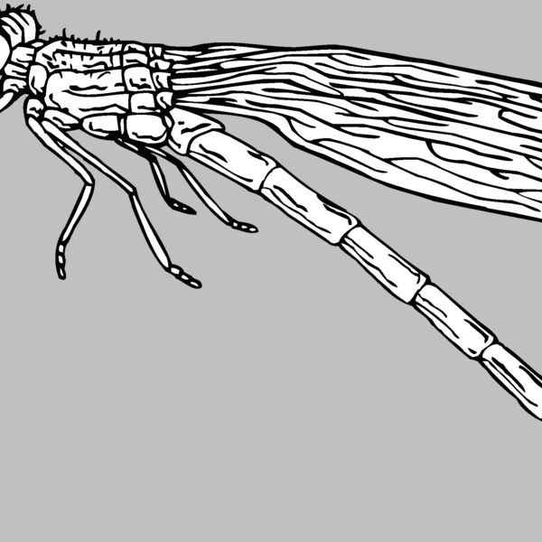 dragonfly2 Thumbnail