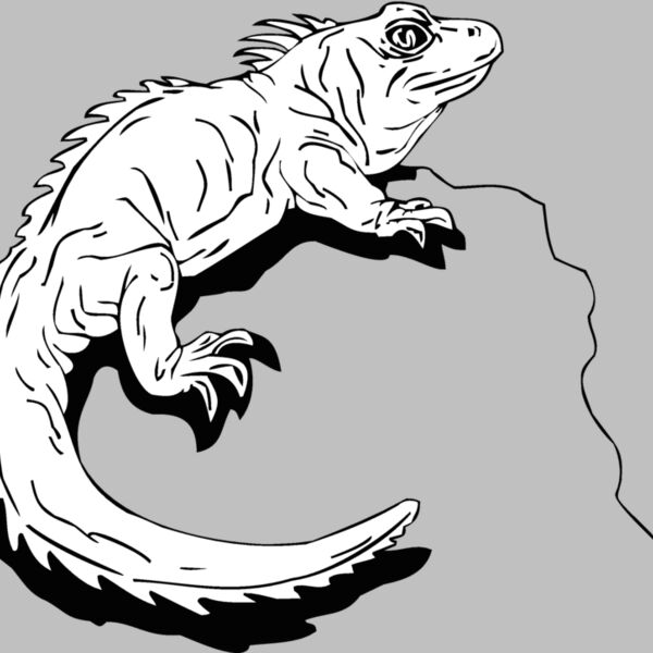 iguana Thumbnail