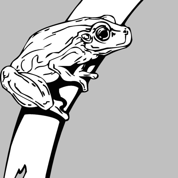 tree frog Thumbnail
