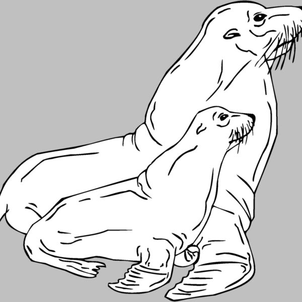 seals Thumbnail
