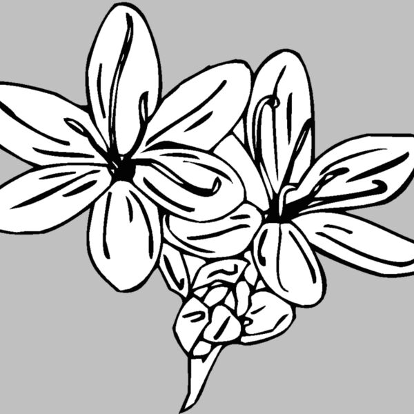 schizanthus Thumbnail