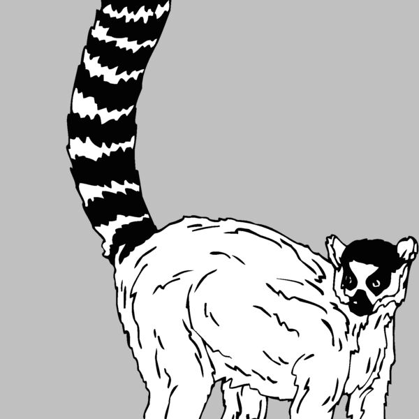 lemur2 Thumbnail