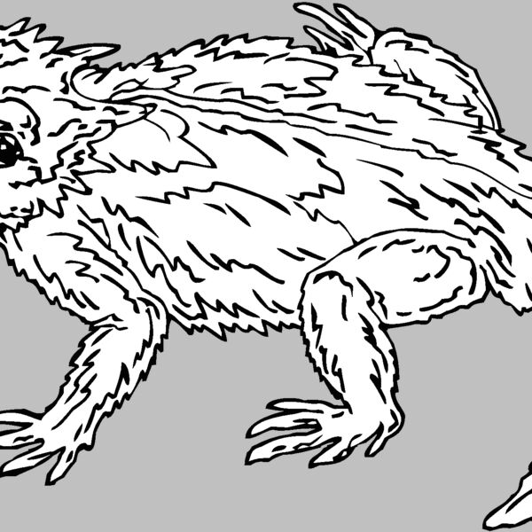 horned toad Thumbnail