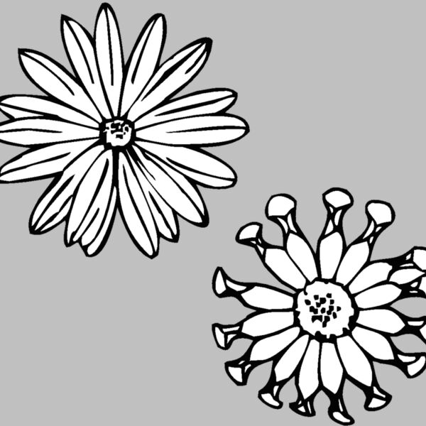 osteospermum Thumbnail