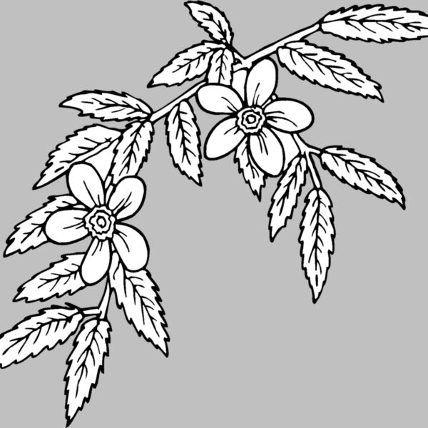 rosa glauca Thumbnail