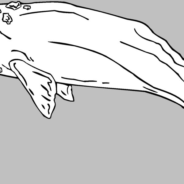 graywhale Thumbnail