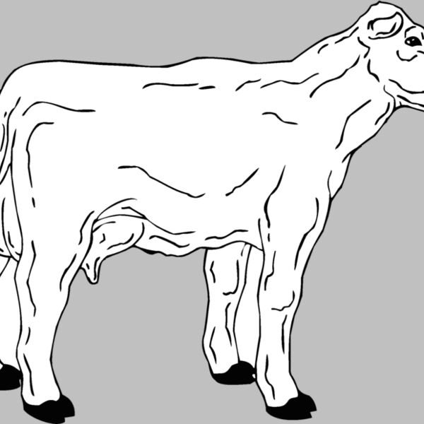 cow2 Thumbnail
