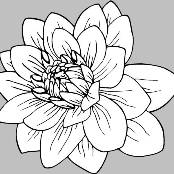 black dahlia Thumbnail