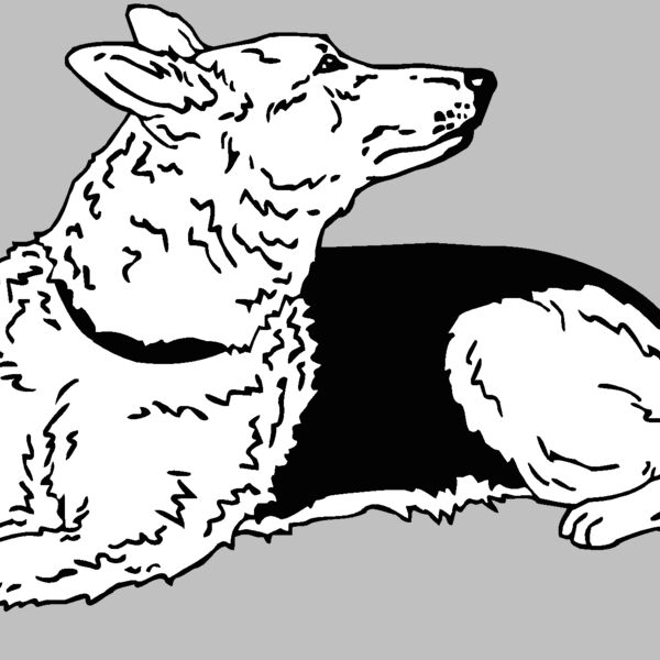 german shepherd Thumbnail