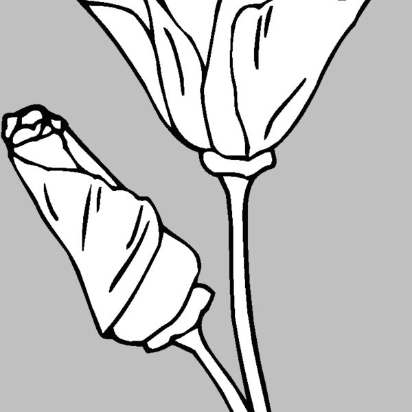 california poppy Thumbnail