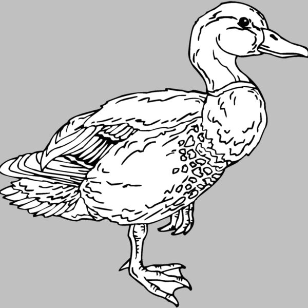 mallard duck Thumbnail