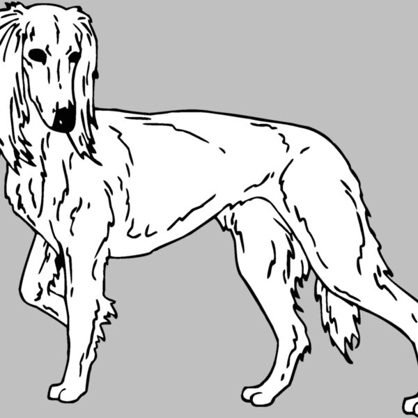 saluki Thumbnail