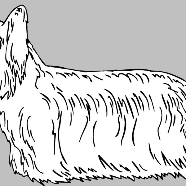 skye terrier Thumbnail